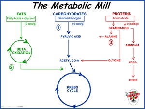 Metabolic-Mill