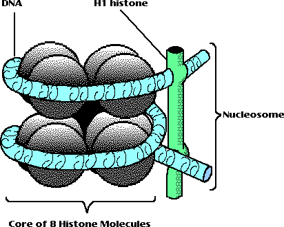 nucleosome1
