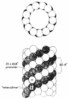 Microtubules