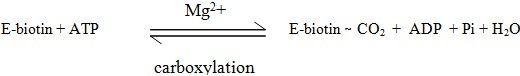 carboxylation