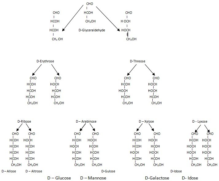 configuration of D - aldoses