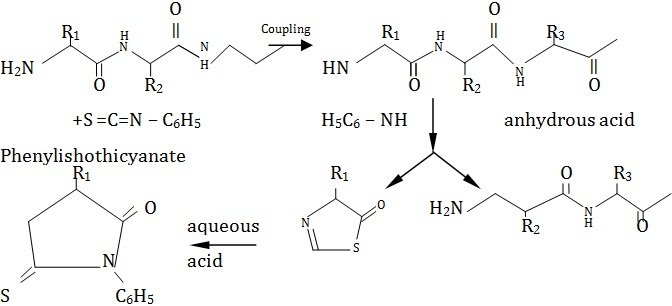 phenylisothiocyanate