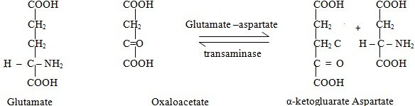 transamination